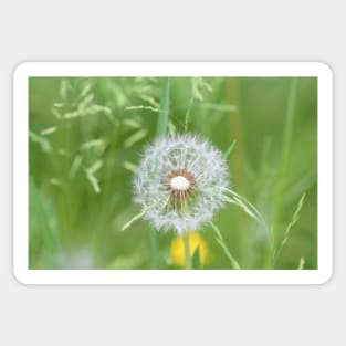 Bright Dandelion flower Scraf Sticker